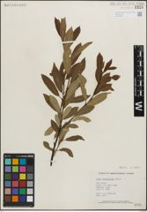 Foto von Salix maccalliana Rowlee